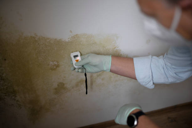 Best Attic Mold Removal  in Truth Or Consequences, NM