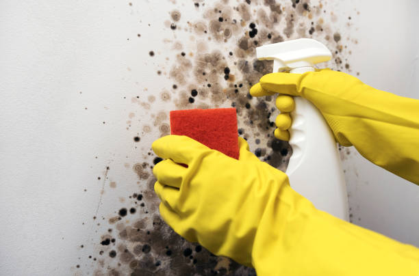 Best Local Mold Removal Service  in Truth Or Consequences, NM